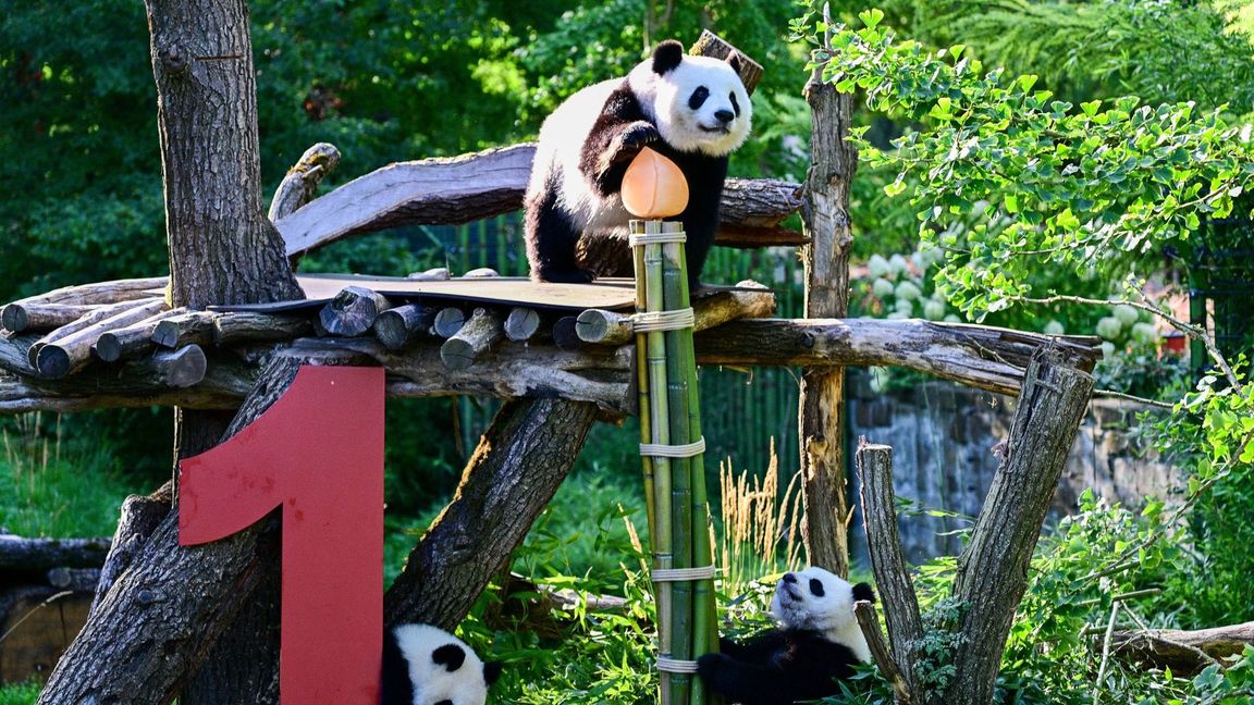 Gemeinsam mit Mama Meng Meng erkunden die Zwillinge das Gehege.