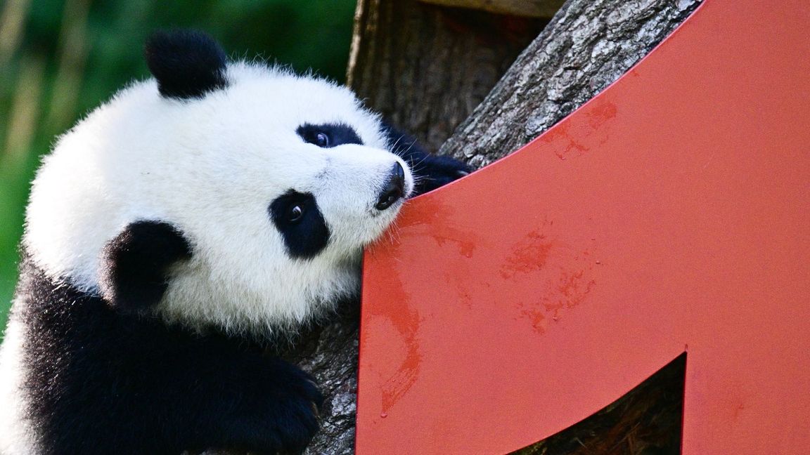 Vor einem Jahr kamen die Pandabären Leni und Lotti zur Welt.