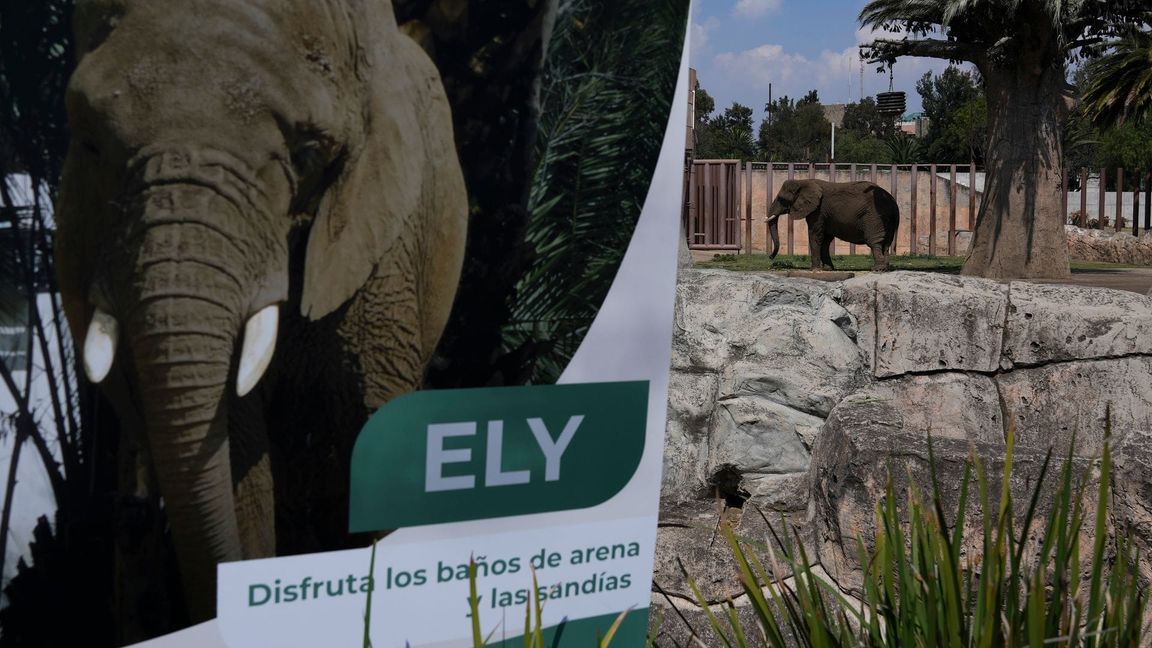 Die Elefantin Ely soll in Zukunft ein besseres Leben führen - wenn auch weiterhin im Zoo. (Archivbild)