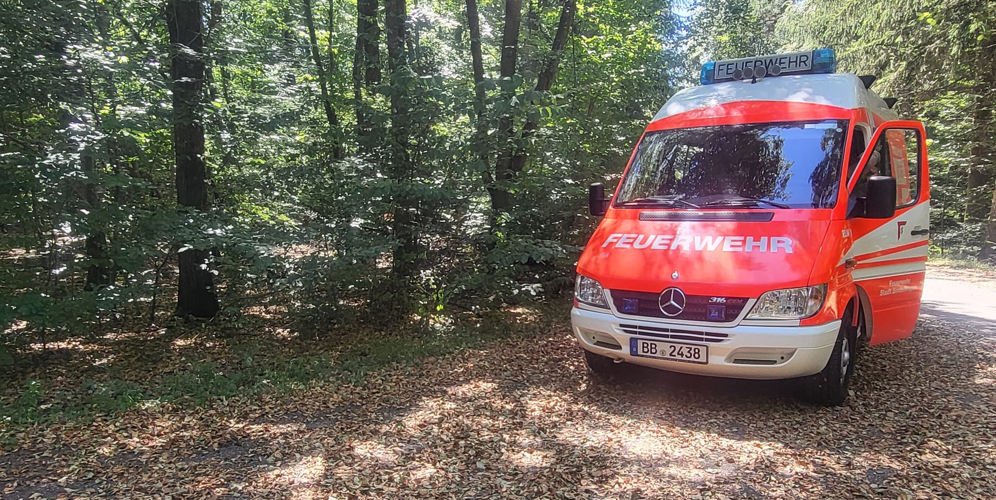 Der Waldweg ist bereits mit Laub bedeckt – mitten im Sommer wirkt der Sindelfinger Wald stellenweise wie im Herbst.