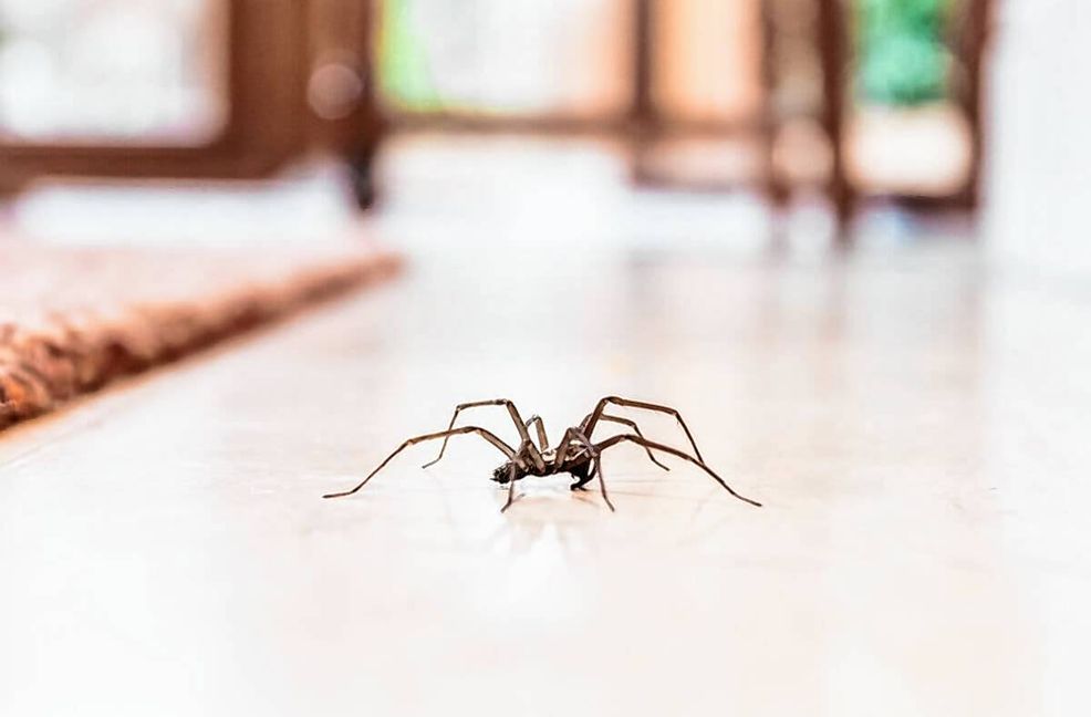 Spinnen nisten sich gerne in Häusern ein. Woher Spinnen in Wohnungen kommen & was man gegen sie tun kann, erfahren Sie hier.