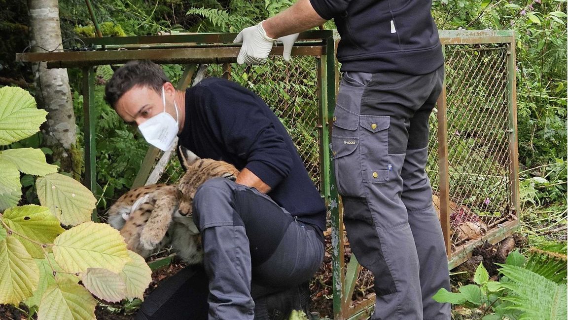 Jens Seeger (links) von der Forstlichen Versuchs- und Forschungsanstalt Baden-Würtemberg und der Tierarzt Marco Roller haben bei Schopfheim einen wildlebenden Luchs eingefangen.