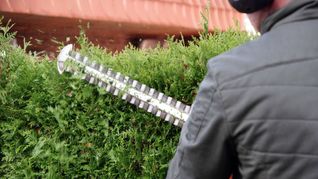 Manchmal muss es die Heckenschere sein.