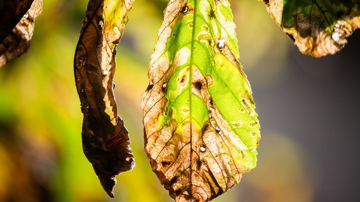 Noch ist der Herbst fern - und doch werfen viele Kastanien schon braune Blätter ab. Schuld ist eine kleine Larve.