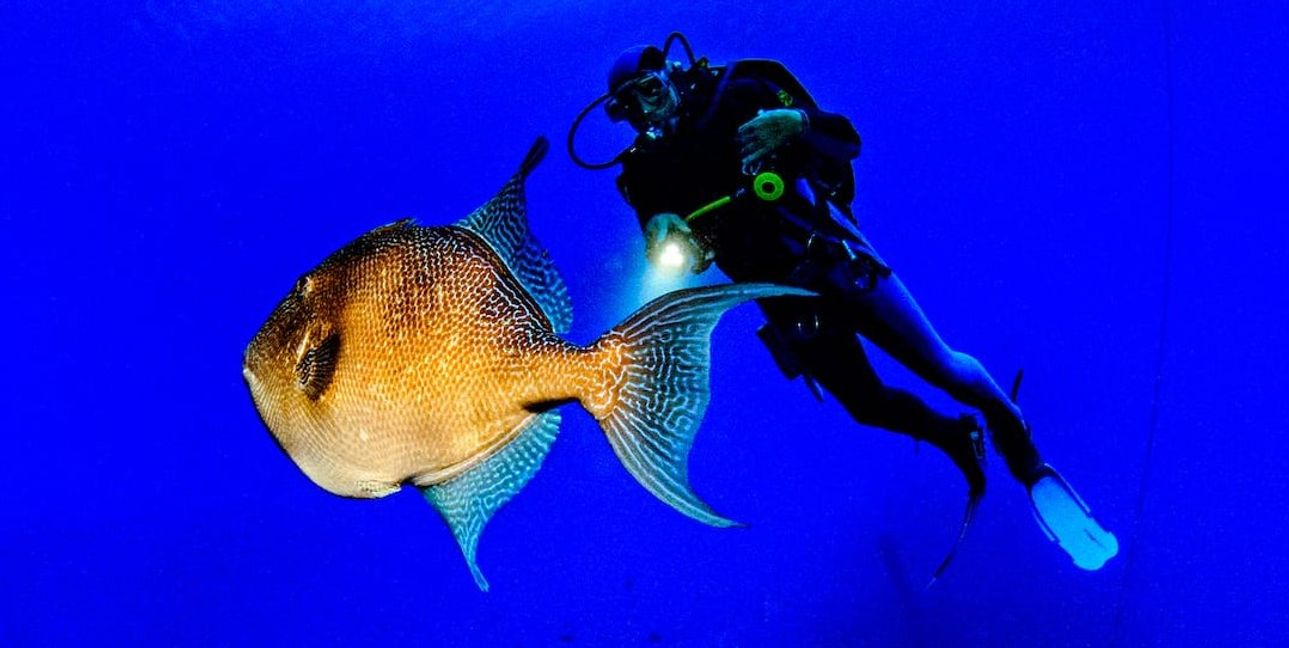 Ein Ausschnitt aus der Show "Underwater Beats".