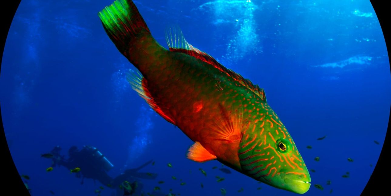 Ausschnitte aus der Show „Underwater Beats“.