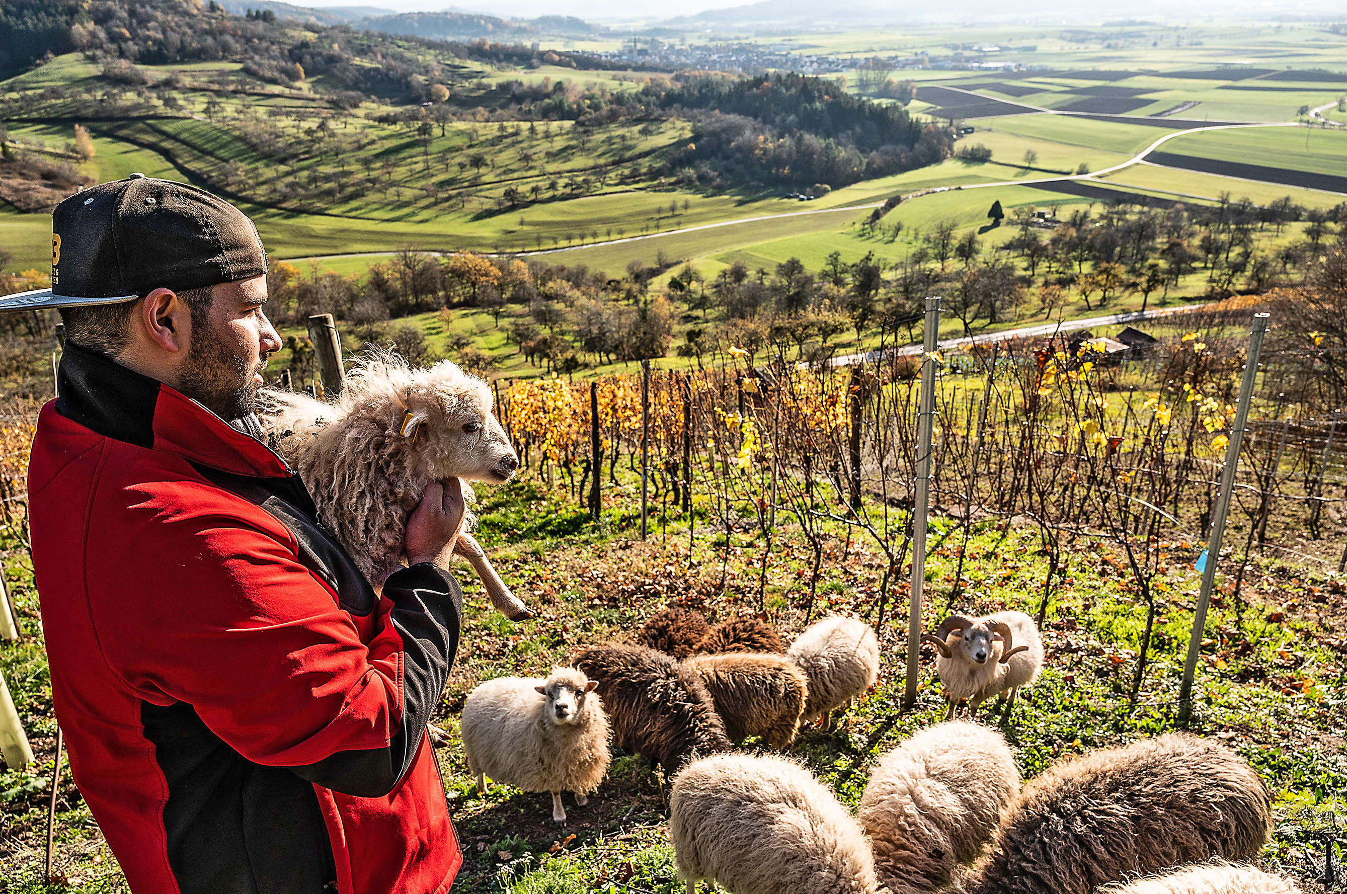 Raphael Bouzenade und seine Schafe bei der Weinbergpflege in der Breitenholzer Hinterhalde.  Bild: Schmidt