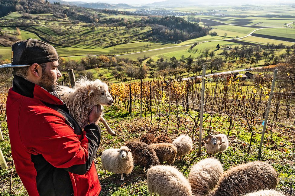 Raphael Bouzenade und seine Schafe bei der Weinbergpflege in der Breitenholzer Hinterhalde. Bild: Schmidt