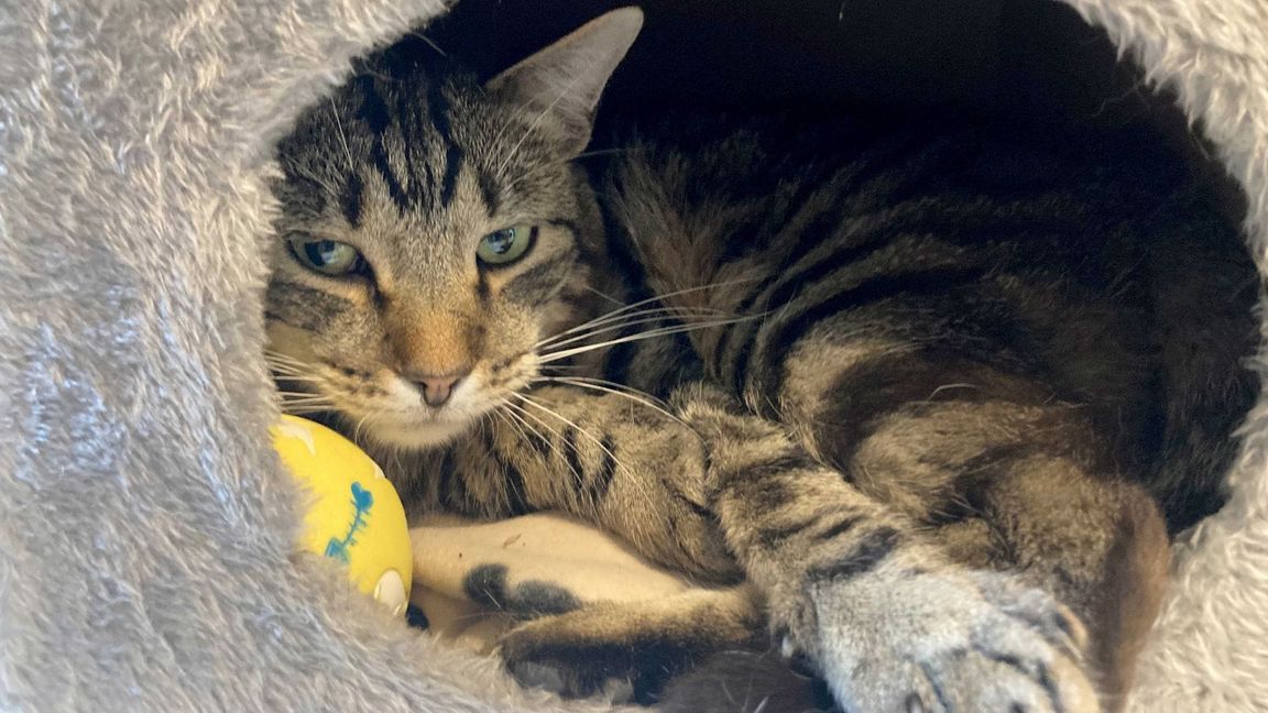 Kater Ben im Tierheim "Katzenparadies" Neustrelitz.