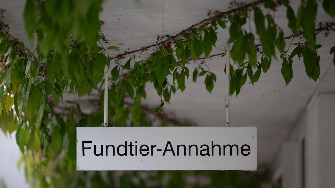 Rettung für ausgesetzte Katzen: die "Fundtier-Annahme" im Tierheim Berlin. (Archivbild)