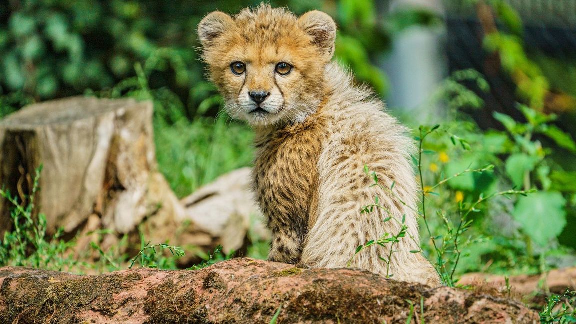 Junge Tiere gibt es in Zoos anteilig immer seltener.