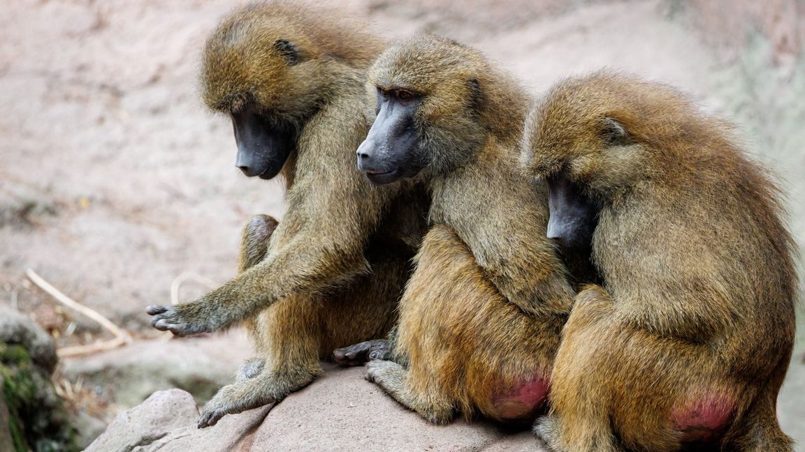 Die Tötung einiger Paviane im Tiergarten Nürnberg sorgte für viel Aufsehen.