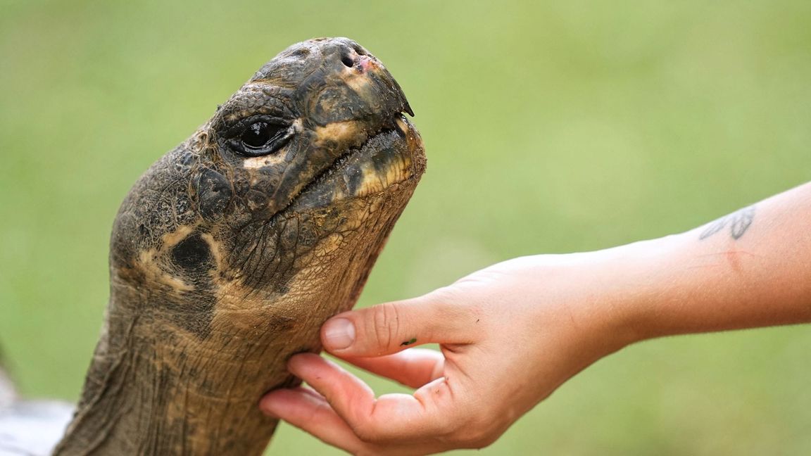 Galapagos-Schildkröte Mommy wurde mit fast 100 Jahren noch Mama.