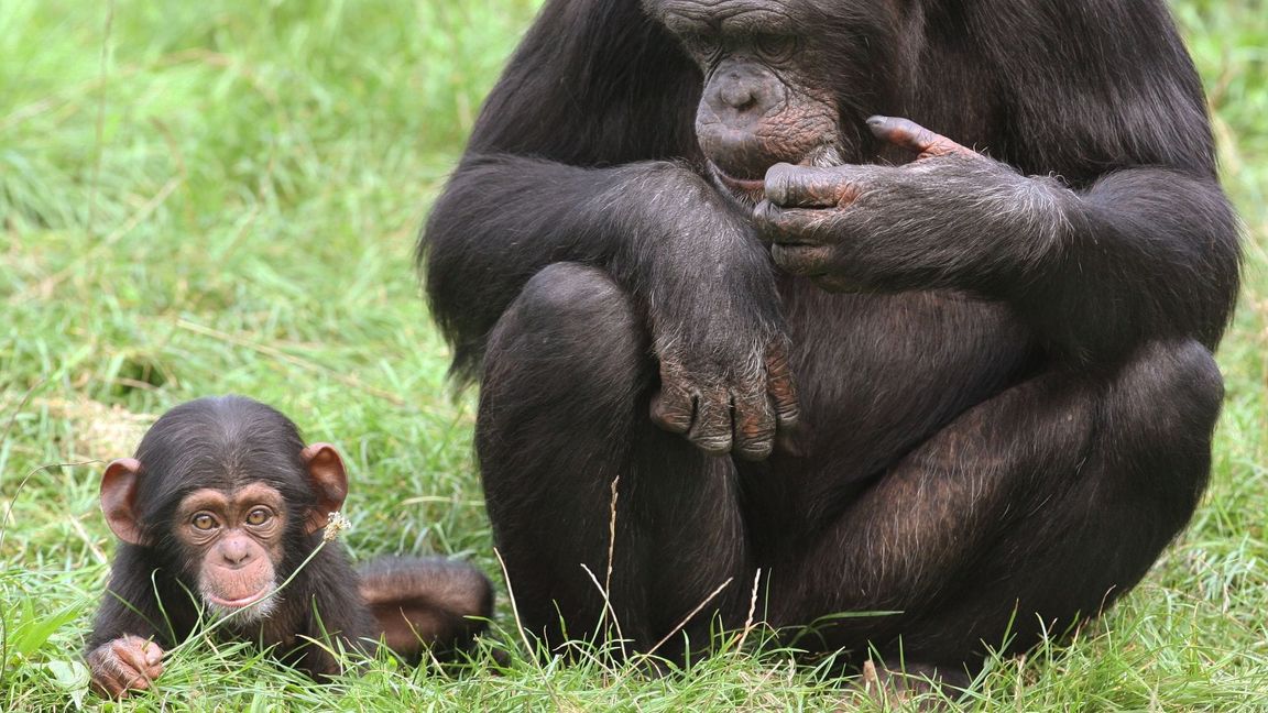 Jungtiere sind süß und Publikumsmagneten - doch wohin mit ihnen, wenn sie größer werden?