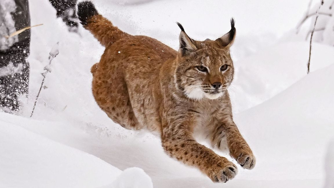 Der männliche Luchs „Portus“ ist seit November 2024 in Baden-Württemberg. (Archivbild)