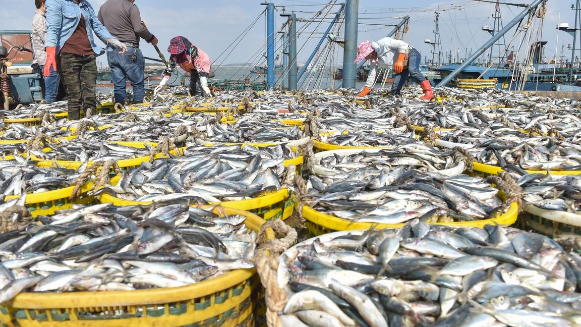 Das Abkommen hat zum Ziel, die Meereslebewesen in Gebieten außerhalb nationaler Gerichtsbarkeit zu schützen. (Archivbild)