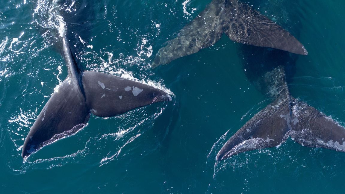 Die Hohe See umfasst etwa 40 Prozent der Erdoberfläche. (Archivbild)