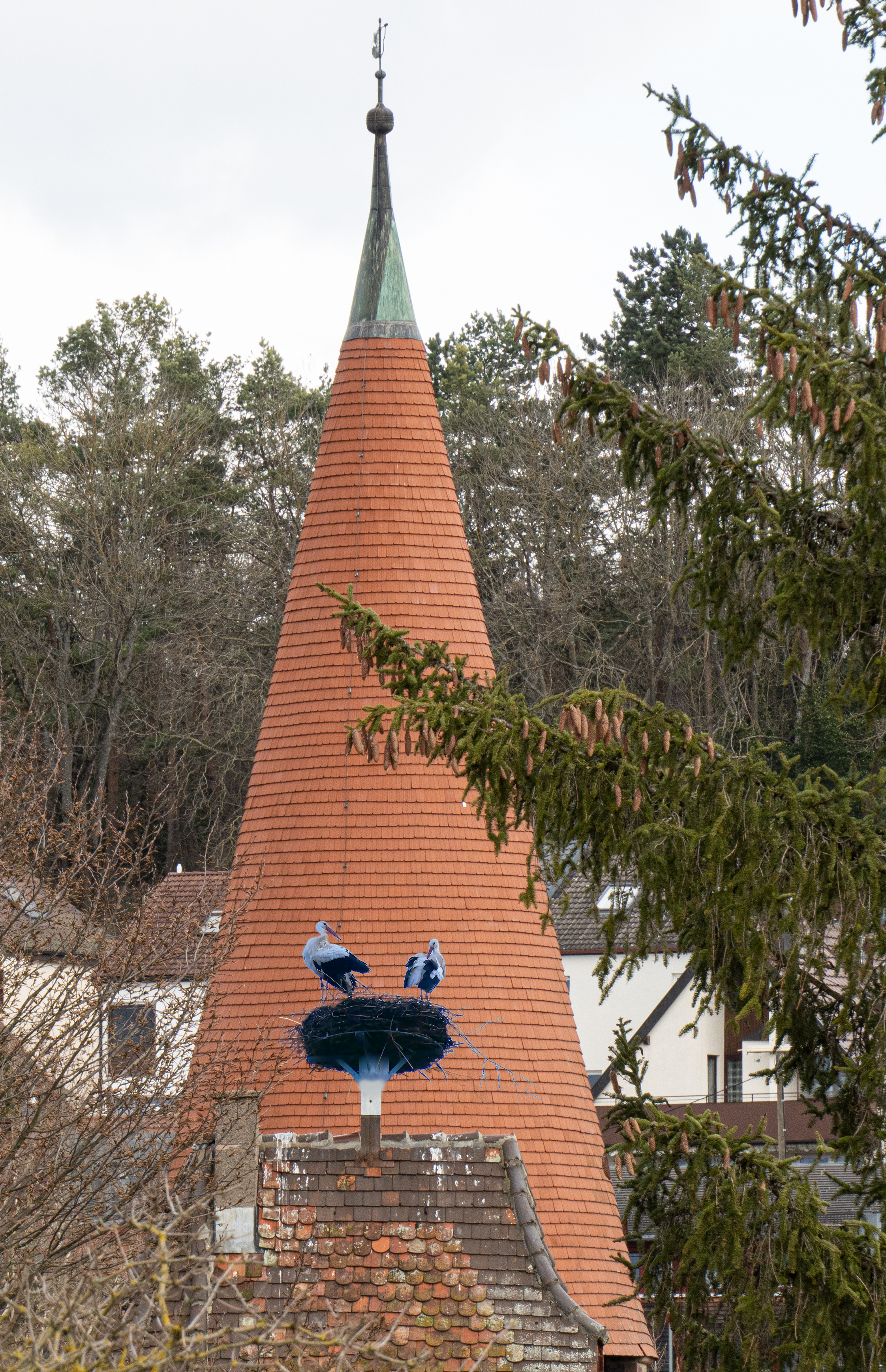 Storch Leon hat eine neue Partner gefunden und auch schon Nachwuchs. Bild: Richter
