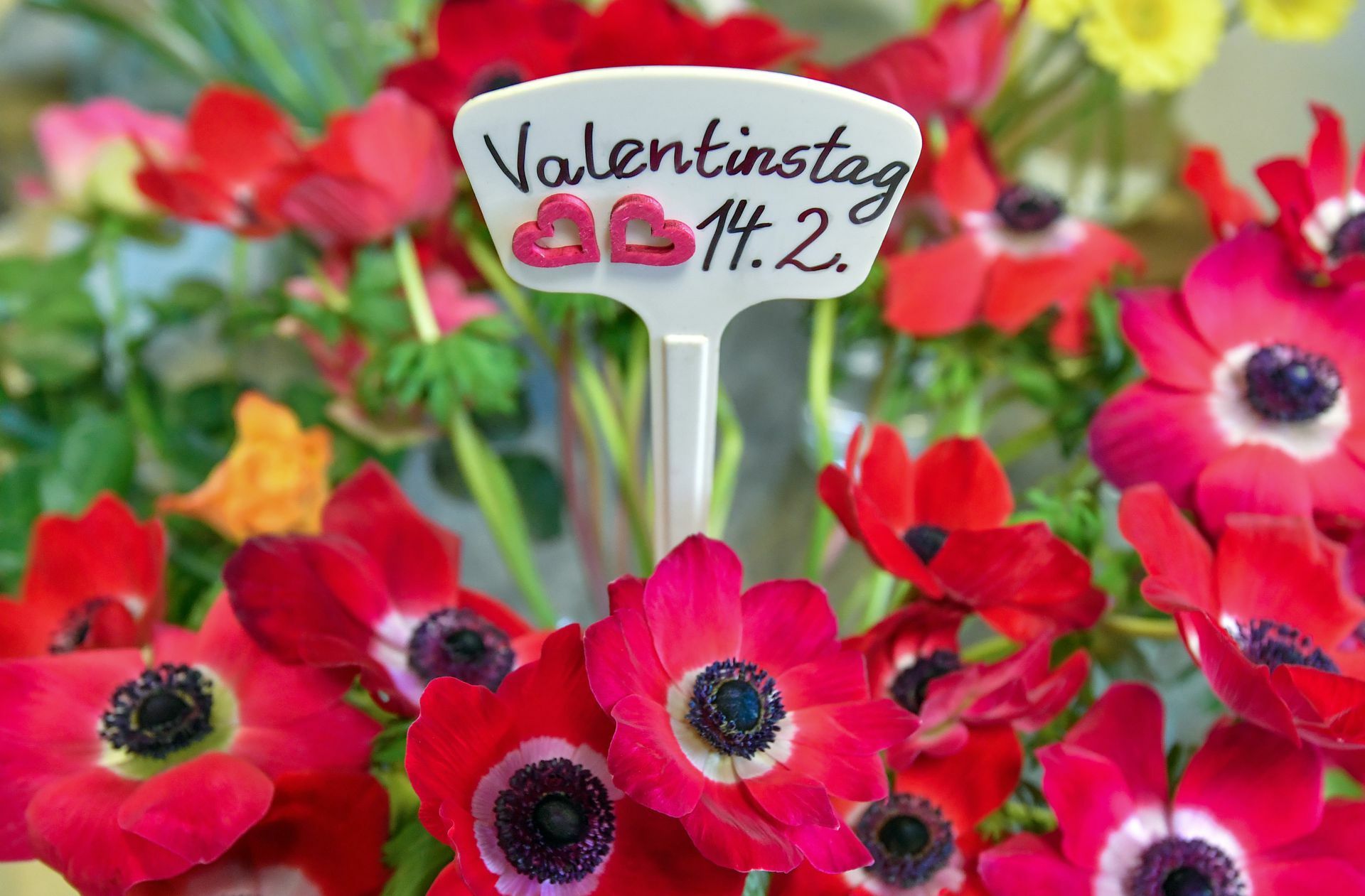 Für viele Paare ist der Valentinstag am 14. Februar eine Erinnerung, sich mehr um ihre Beziehung zu kümmern. Foto: Patrick Pleul/dpa