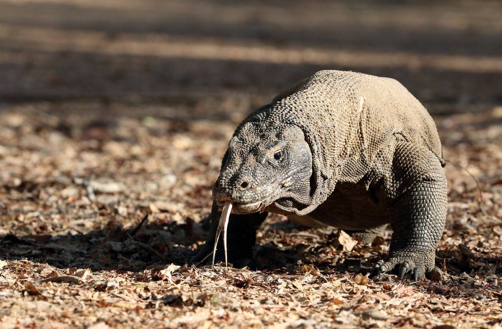 Komodo-Warane gehören zu den prominenten Tieren, die zur Jungfernzeugung befähigt sind.
 Foto: imago/blickwinkel