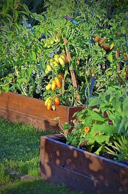 Gemüse wächst im unbehandelten Holz-Hochbeet.