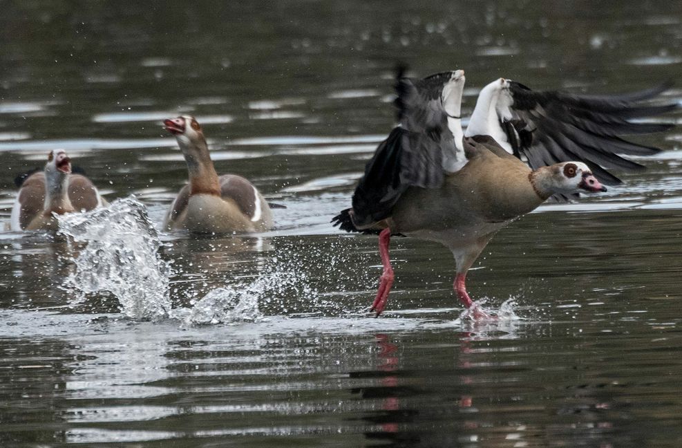 Nilgänse breiten sich auch hierzulande aus – und sorgen damit in manchen Städten teils für Ärger, wie  etwa in Stuttgart. Foto: dpa/Boris Roessler
