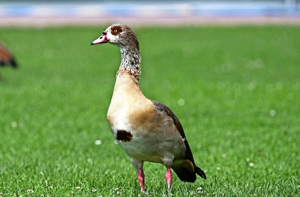 Energische Nilgänse: Keine Frage: Die Nilgans ist gewaltig auf dem Vormarsch. Und dabei geht diese afrikanische Art mit einheimischen Entenvögeln und Blesshühnern keinesfalls zimperlich um, weshalb sie als aggressiv gilt.  Das gefällt vielen Menschen nicht. Ob die Gans  damit aber auch die heimische Tierwelt dauerhaft schädigt, steht auf einem anderen Blatt. Allerdings kann sie – wie auch andere Wildgänse – lokal  Verunreinigungen hinterlassen, was ebenfalls vielen nicht gefällt und für Unmut sorgt. Auf der anderen Seite bereichert die neue Art die Natur.