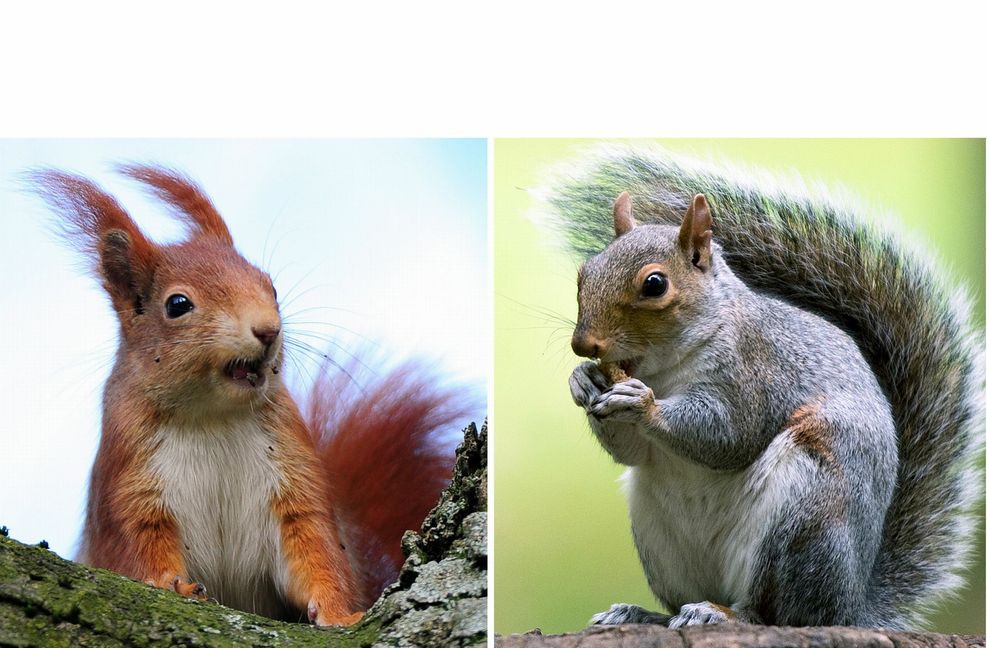 Hörnchen – grau contra rot: Das aus Nordamerika stammende Grauhörnchen ist dabei, Europa zu erobern.  In Norditalien hat es sich bereits festgesetzt. Von dort aus wandert es Richtung Schweiz. In Großbritannien hat es seinen roten Vetter schon weitgehend vertrieben – dort wurde 1876 ein Grauhörnchen-Paar aus Mitleid freigelassen.  In Deutschland sind die Roten noch unter sich, offiziell gibt es bisher keine Grauhörnchen-Vorkommen.  Es gibt aber bei  den heimischen Eichhörnchen auch rot-graue, braun-graue und sogar schwarze Varianten.