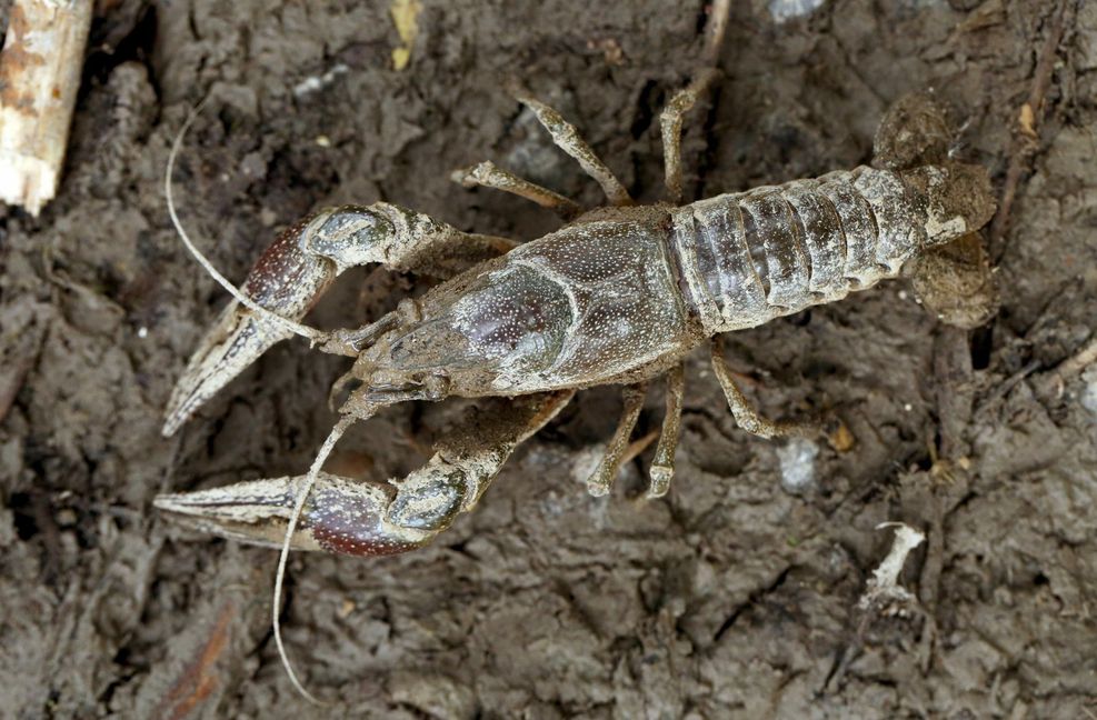 Der Killerkrebs: Eigentlich stammt der  Kalikokrebs aus Nordamerika. Inzwischen breitet er sich allerdings auch  in der baden-württembergischen Rheinebene und in Rheinland-Pfalz  aus – und zwar sehr rasch. Er gilt  als invasive Art – gar als eine der gefährlichsten in Deutschland. Besonders bei hoher Populationsdichte kann der Krebs ein Gewässer aus dem ökologischen Gleichgewicht bringen, indem er es sozusagen „leerfrisst“ – heimische Krebse, Libellen und auch Amphibien fallen ihm zum Opfer. Foto: dpa/Karsten Grabow