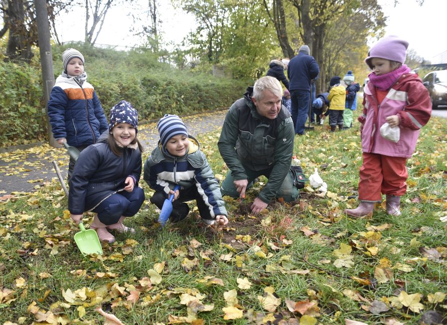 Vor allem die kleineren Kinder benötigten beim Stechen der zehn Zentimeter tiefen Pflanzlöcher die Unterstützung der Erwachsenen. Bild: Reichert