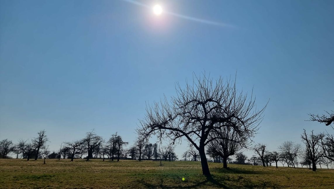 Strahlend blauer Himmel über den Magstadter Streuobstwiesen. Bild: Schatt/z