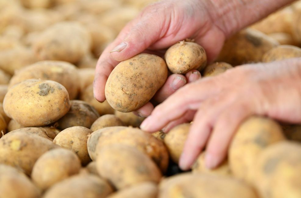 Die Kartoffelernte ist in diesem Jahr vergleichsweise mager ausgefallen – daran ist auch der so genannte Drahtwurm schuld. Die Landwirte klagen: Uns sind die Hände gebunden.