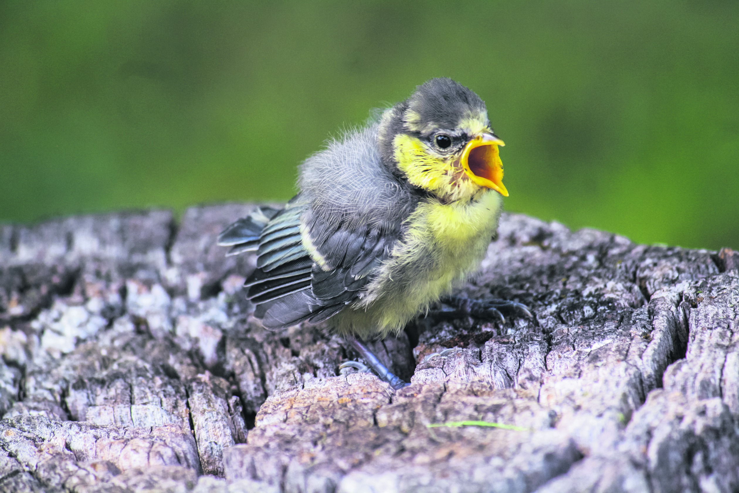 Wenn ein junger Vogel schreit, geht es ihm gut. Bild: Rosemarie Kappler /Adobe Stock