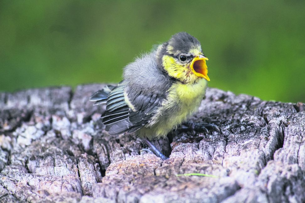 Wenn ein junger Vogel schreit, geht es ihm gut. Bild: Rosemarie Kappler /Adobe Stock