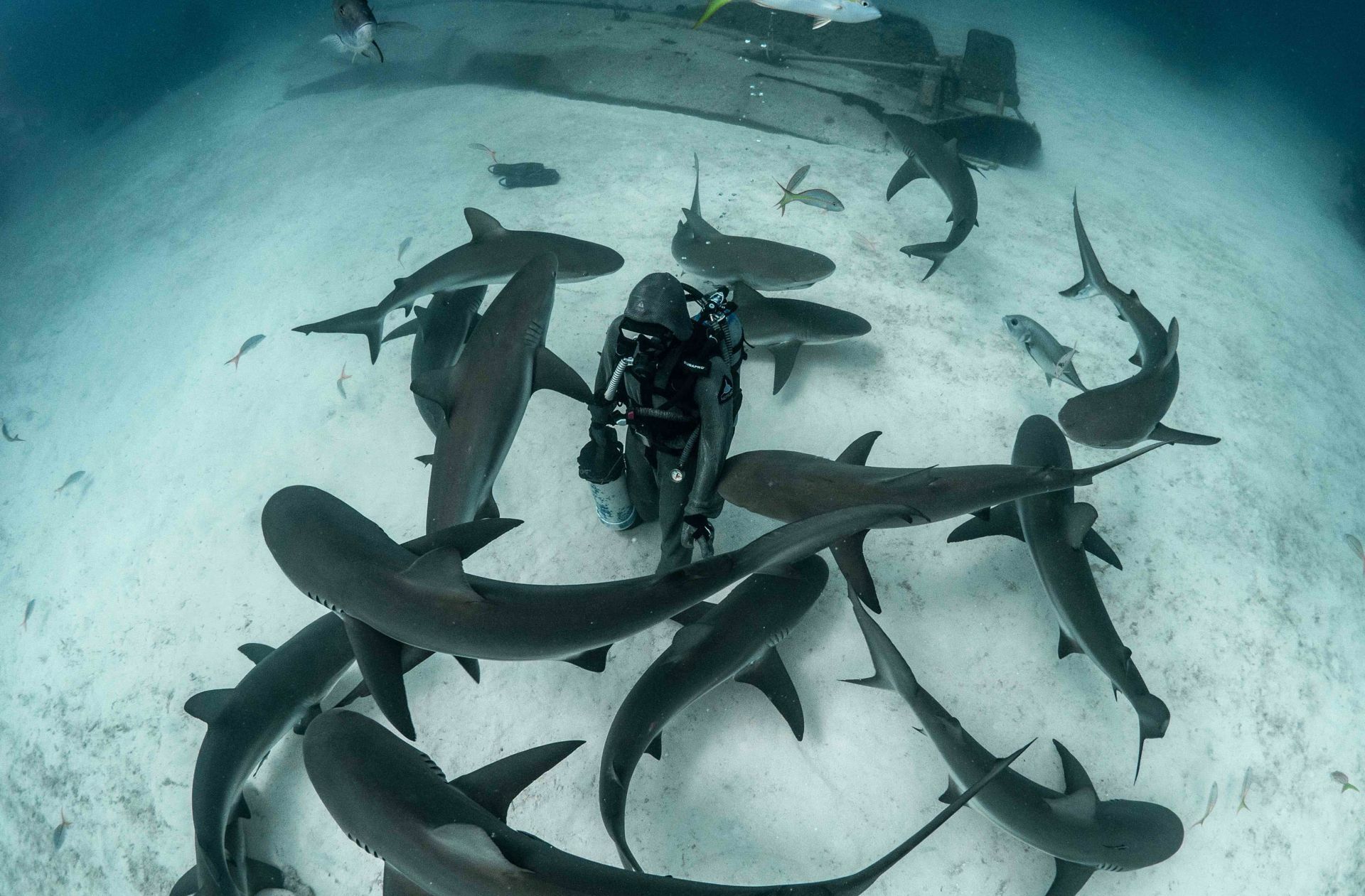 Auch an der Errichtung einer Schutzzone für Haie um die Bahamas war Zenato beteiligt.
 Foto: Kewin Lorenzen