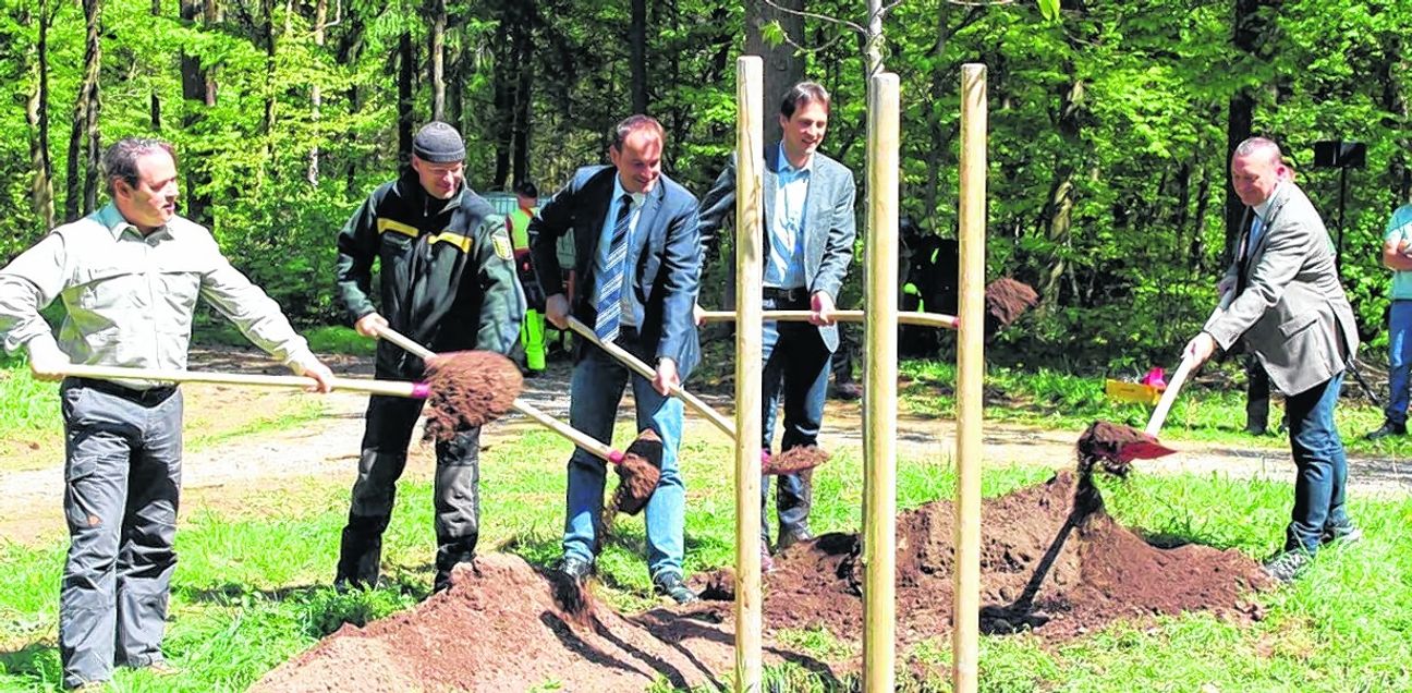 Spaten in der Hand: Reinhold Kratzer, Leiter Amt für Forsten beim Landratsamt Böblingen, Markus Scholl, Forstrevierleiter des Forstreviers Weil der Stadt, ebenfalls Amt für Forsten beim Landratsamt Böblingen, Marcel Hagenlocher, Kreisvorsitzender der Schutzgemeinschaft Deutscher Wald, Bürgermeister Mötzingen, Martin Wuttke, stellvertretender Landrat und Erster Landesbeamter und Weil der Stadts Bürgermeister Thilo Schreiber (von links). Bild: z