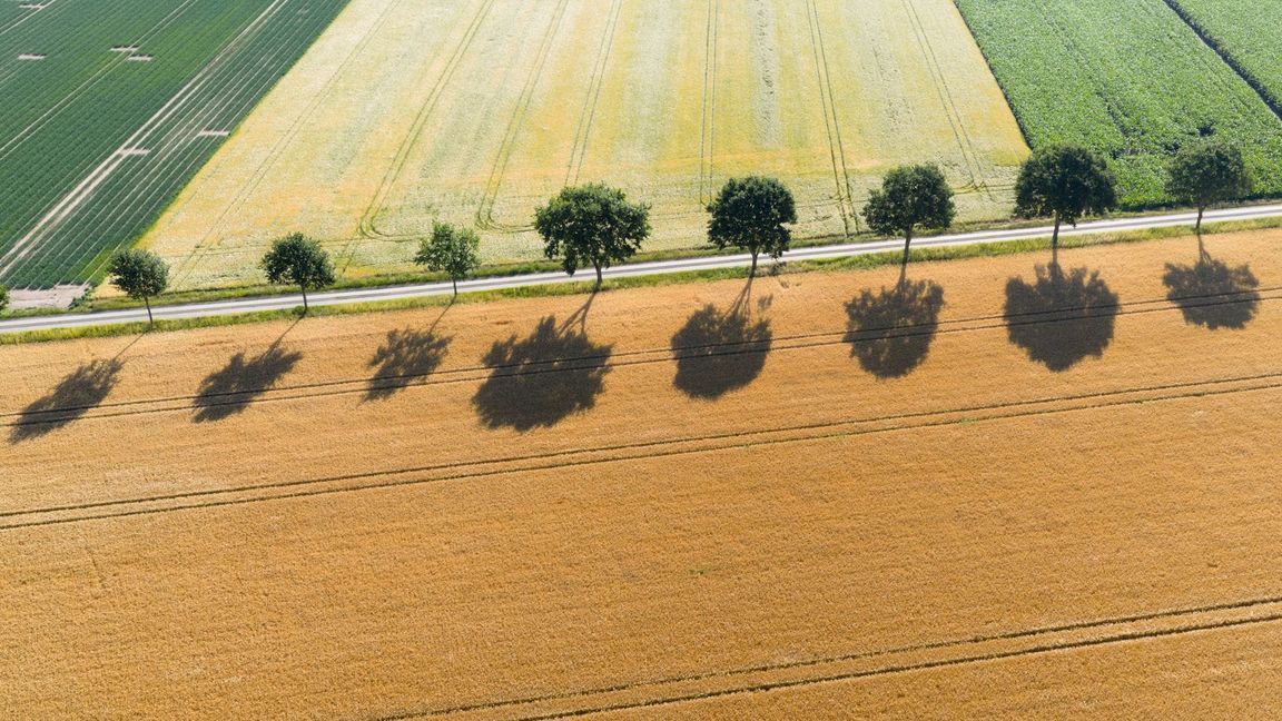 Blick auf ausgetrocknete Felder im niedersächsischen Landkreis Peine.