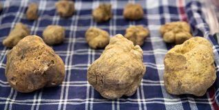 Aromatisch und teuer, vor allem in diesem Jahr: die Weiße Trüffel aus Alba.