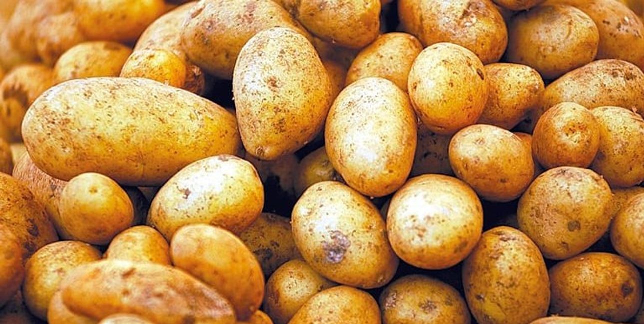 Gesunde, goldgelbe Kartoffeln wünscht sich jeder Landwirt und jeder Kunde. Doch die Glasflügelzikade macht in letzter Zeit immer öfter einen dicken Strich durch die Rechnung