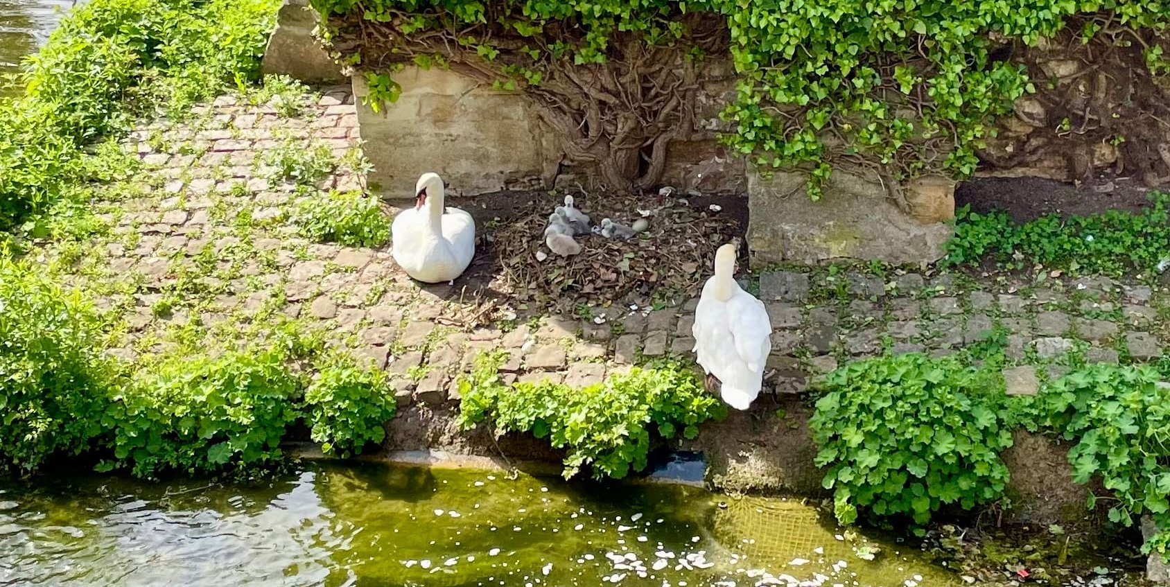Im Nest: Fünf Küken und ein Ei.