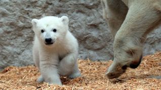 Das Eisbärjunge im Karlsruher Zoo erkundet mit seiner Mutter Nuka die Außenanlage.
