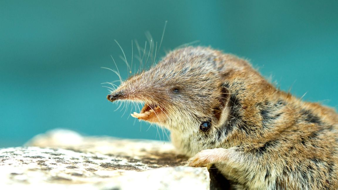 Spitzmäuse können das Virus übertragen (Symbolbild).