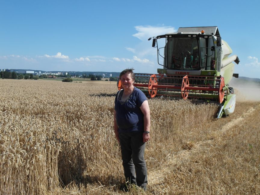Derzeit bringt die Maichinger Landwirtin Waltraud Raith im Gewann Schwabäcker die Weizenernte ein.           Bild: Staber