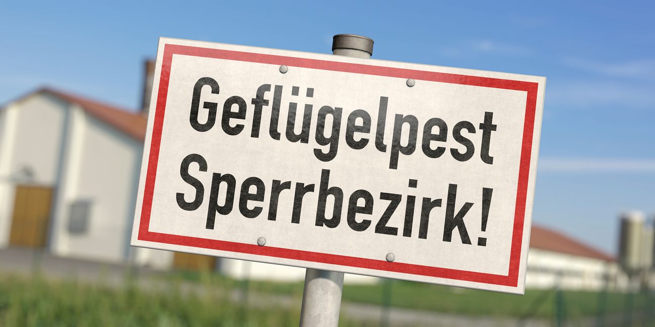 Die Geflügelpest ist im Landkreis angekommen. Bild: bluedesign/Adobe Stock
