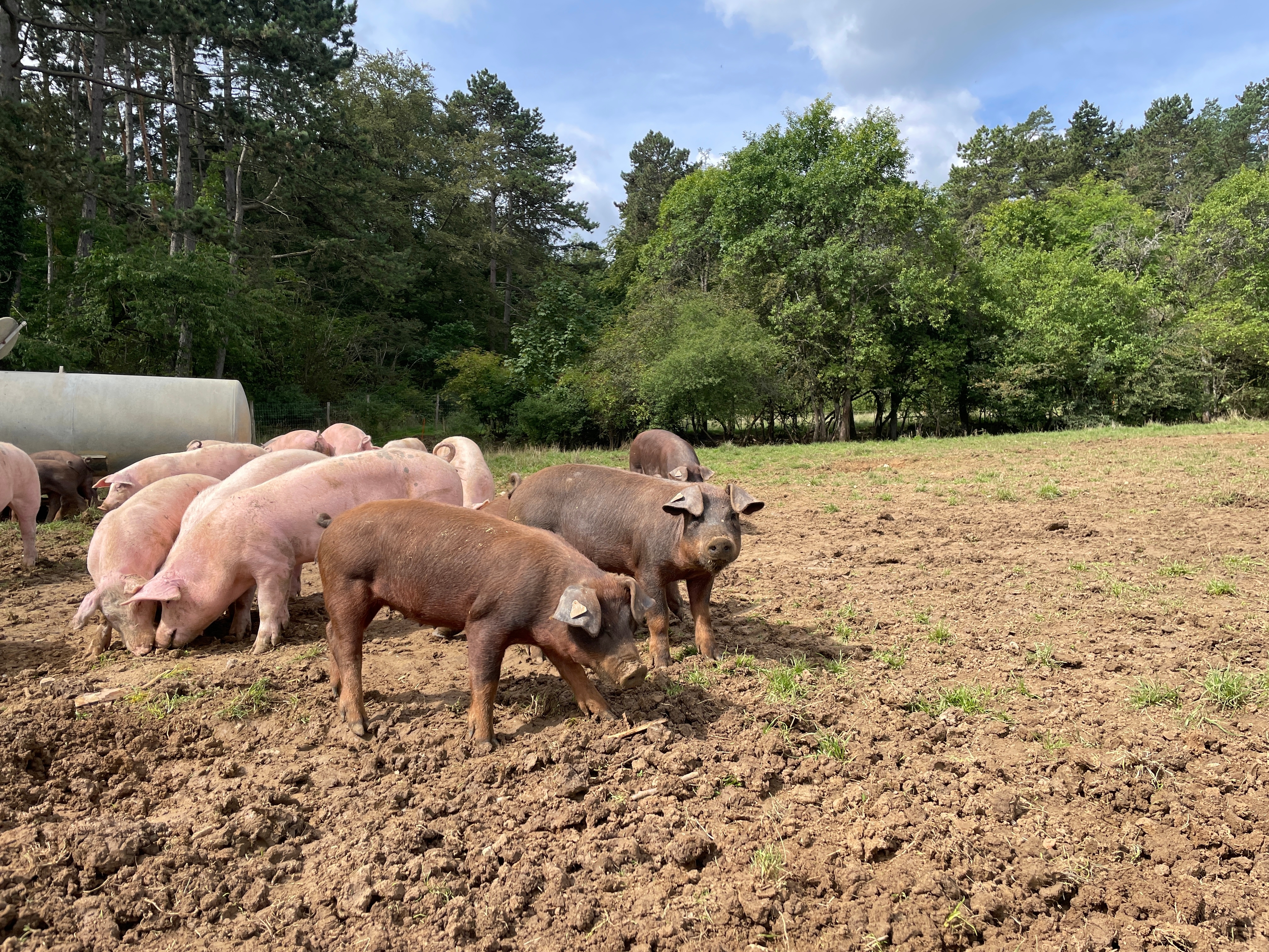 Die Durocs sind an den Schlappohren und an ihrer Farbe, die meist hellrot bis rotbraun ist, erkennbar.   Bild: Kalus