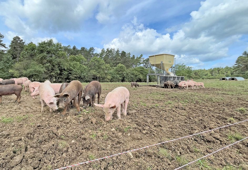 Die Duroc-Schweine und Landschwein-Mischlinge leben auf 3,5 Hektar Fläche mit angrenzendem Waldstück.   Bild: Kalus