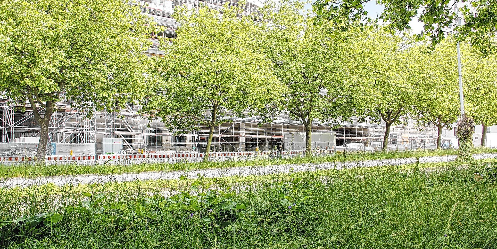 Diese sechs Bäume bleiben erhalten vor der Zufahrt für Liegende zur Flugfeldklinik. Der Umbau der Calwer Straße soll etwa ein Jahr dauern, der Baubeginn ist noch ungewiss. Bild: Oberdorfer