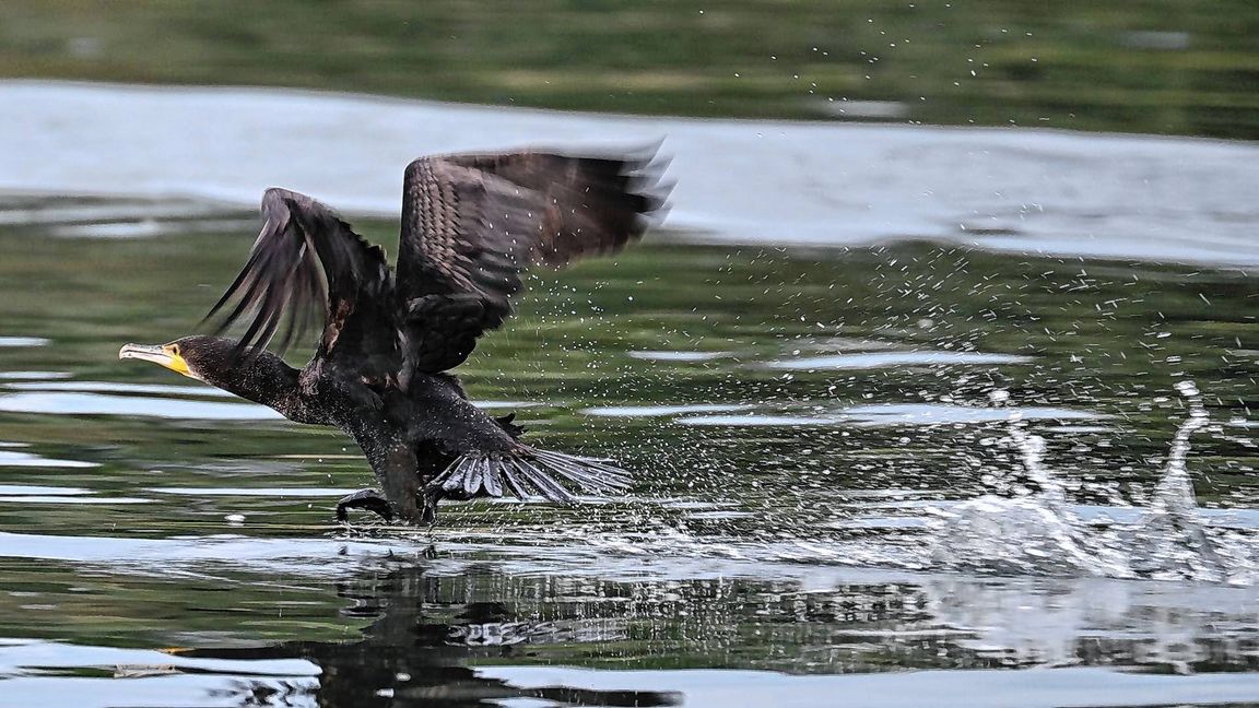 Gut ein halbes Kilo Fisch kann der Kormoran laut Experten am Tag verspeisen.