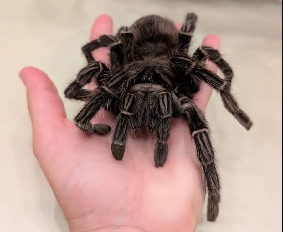 Bei Spider-Topia kommen Besucher den Tieren ganz nah.
