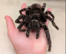 Bei Spider-Topia kommen Besucher den Tieren ganz nah.